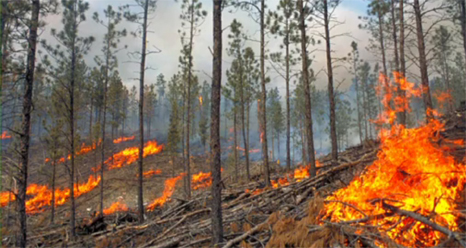 2012 Southwest Fire Ecology Conference (AFE)