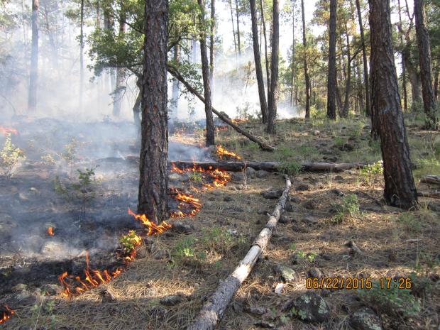 Whitetail and Sawmill fires