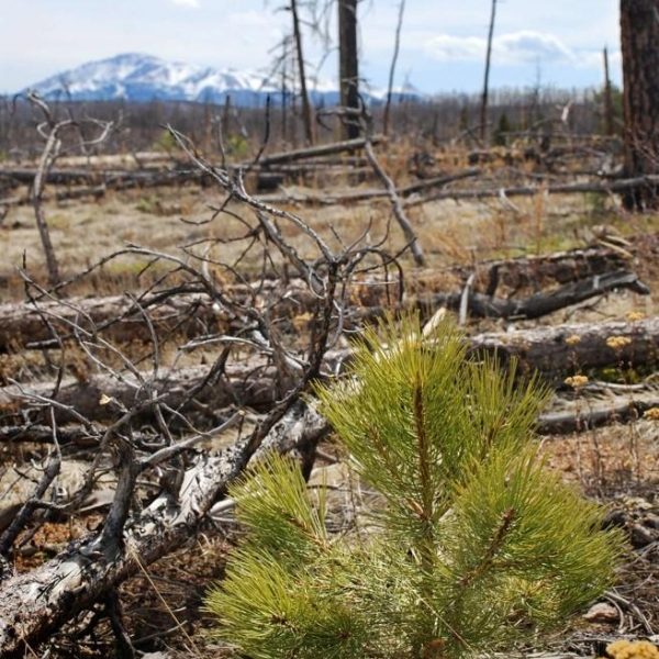 January 18, 2017: Patterns of conifer regeneration following high severity wildfire in ponderosa pine-dominated forests