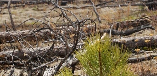 A post-fire ponderosa pine seedling