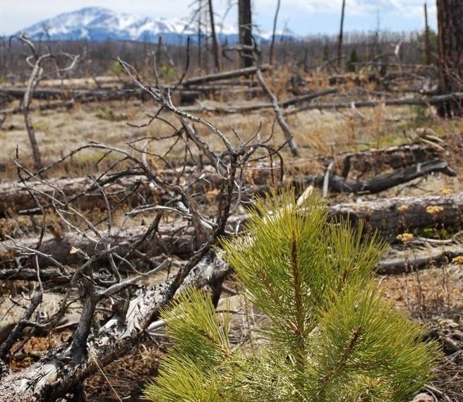 A post-fire ponderosa pine seedling