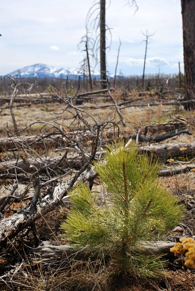 A post-fire ponderosa pine seedling