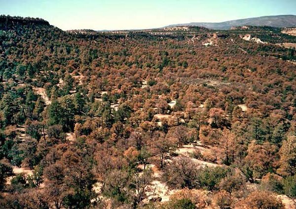 March 1, 2017: Fuels treatments and ecological values in piñon-juniper woodlands: Vegetation, birds, and modeled fire behavior