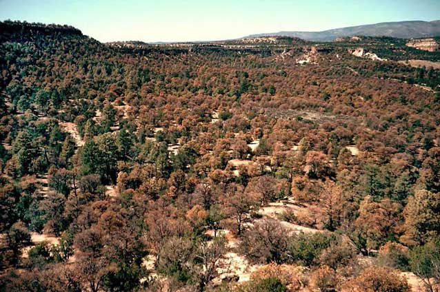 March 1, 2017: Fuels treatments and ecological values in piñon-juniper woodlands: Vegetation, birds,…