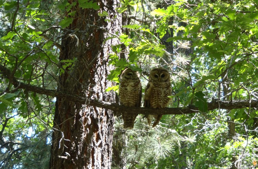 2017 TWS Conference Symposium- Wildfire and spotted owls: It’s a burning issue (co-host)