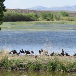 Bosque del Apache NWR-Fire and Wildlife Management