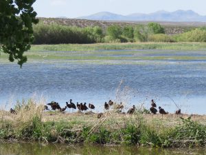 Bosque del Apache NWR-Fire and Wildlife Management