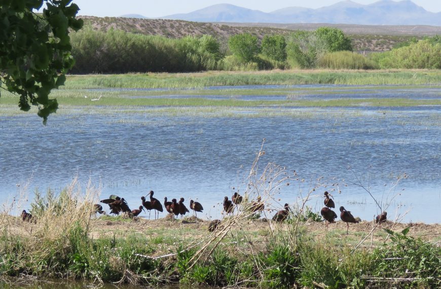 Bosque del Apache NWR-Fire and Wildlife Management