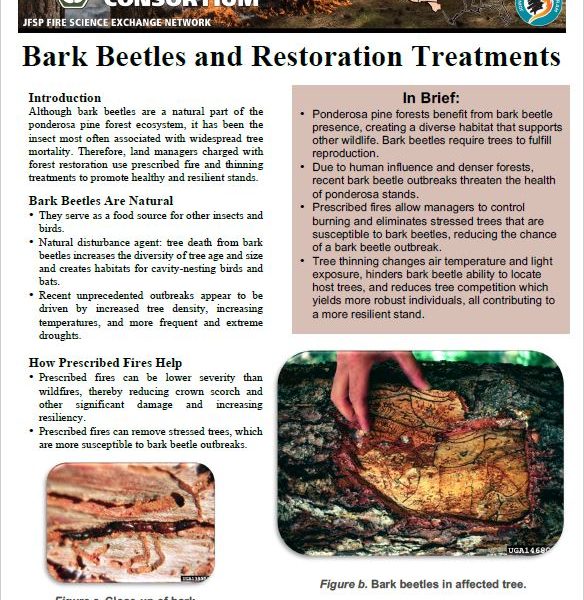 Bark Beetles and Restoration Treatments