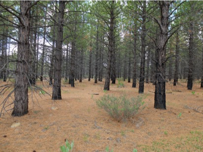 May 2, 2019: New reforestation practices for post-wildfire landscapes- building early resilience