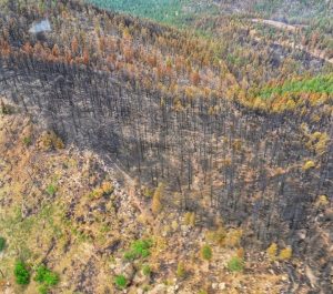 Oct 16, 2019: Contributions of fire refugia to resilient ponderosa pine and dry mixed-conifer forest landscapes