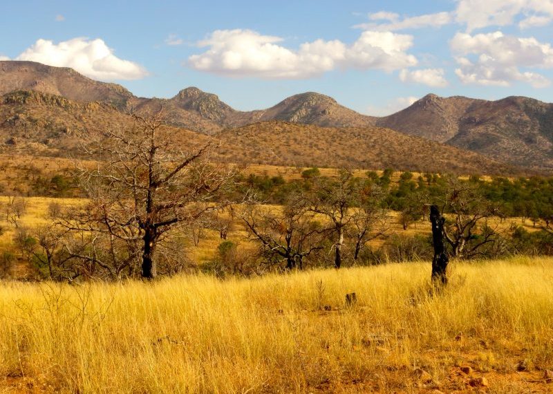 Evaluating Change in Bird Communities from Wildfire in the Arizona Sky Islands