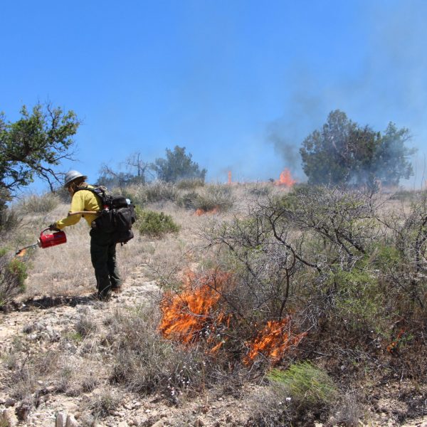 COVID-19 and Wildfire Lessons Learned