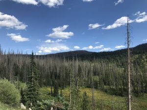 Resilience in National Forest Planning