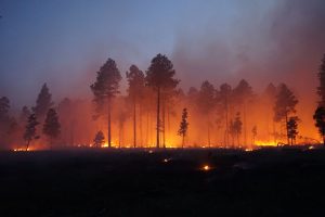 Policy Change & Wildland Fire Management