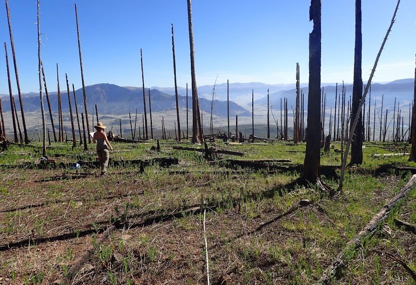 Wildfire-Driven Forest Conversion in Western North American landscapes