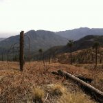 East Jemez Landscape Futures