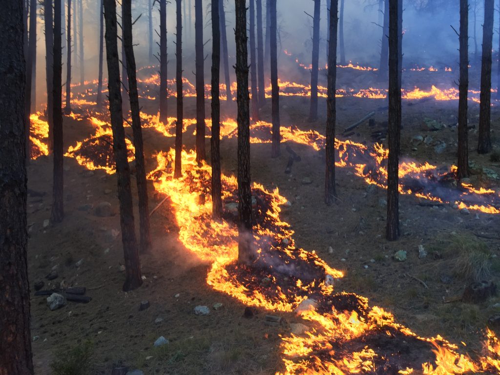 Healthy low-burning fire weaves underneath trees like a river of liquid gold.