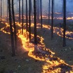 Healthy low-burning fire weaves underneath trees like a river of liquid gold.