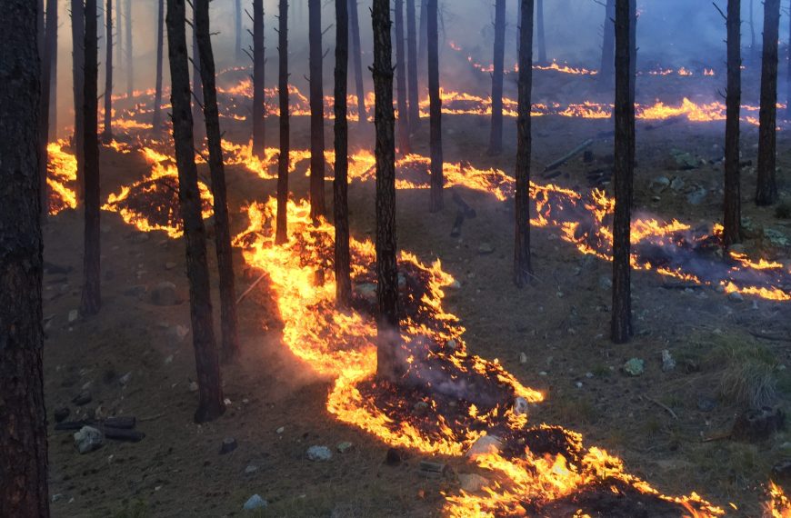 Healthy low-burning fire weaves underneath trees like a river of liquid gold.