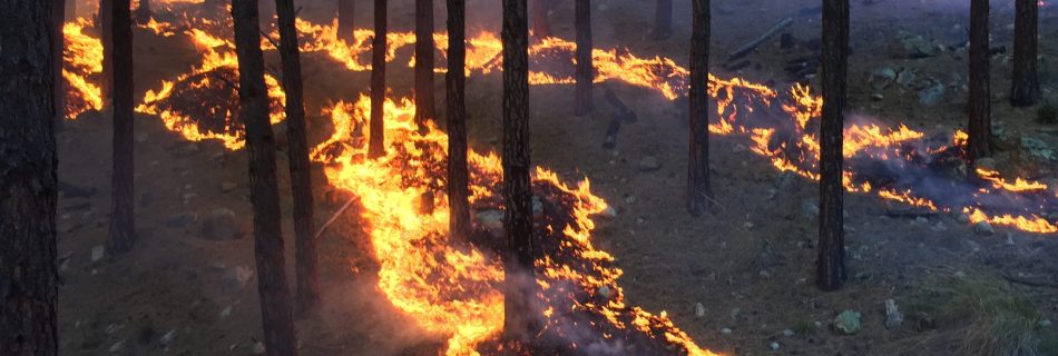 Healthy low-burning fire weaves underneath trees like a river of liquid gold.