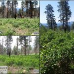 Restoration Treatments: Reducing Fuels and Increasing Understory Diversity