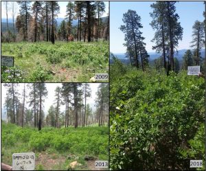 Restoration Treatments: Reducing Fuels and Increasing Understory Diversity