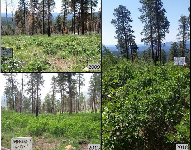 Restoration Treatments: Reducing Fuels and Increasing Understory Diversity