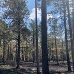 Doing Work on the Land of Our Ancestors: Reserved Treaty Rights Lands Collaborations