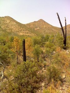 Repeat Photography and Post-Fire Ecosystem Change in SE Arizona