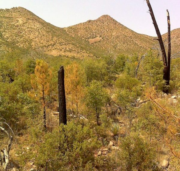 Repeat Photography and Post-Fire Ecosystem Change in SE Arizona