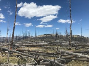 Postfire Management in Frequent-Fire Conifer Forests