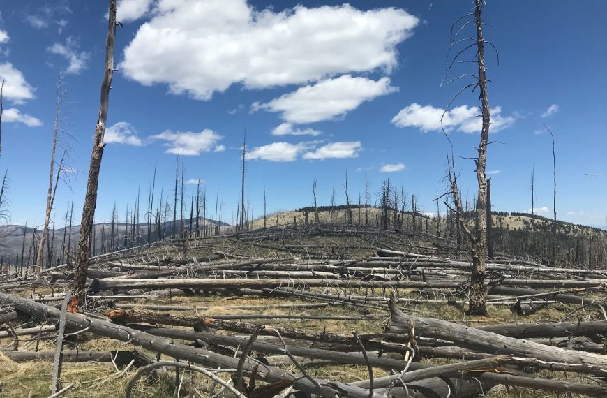 Postfire Management in Frequent-Fire Conifer Forests