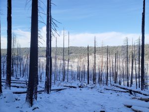 Post-Fire Logging