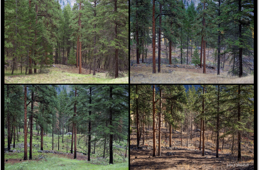 Series of 4 images that show a range of forest health.