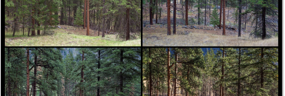 Series of 4 images that show a range of forest health.