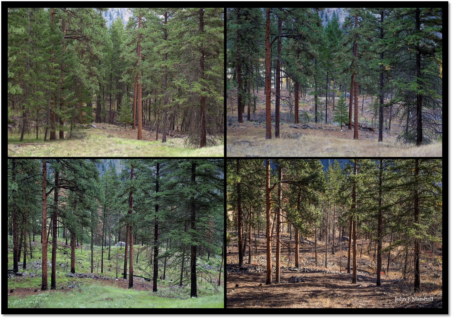 Series of 4 images that show a range of forest health.