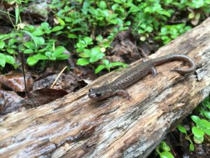 Salamander on a log