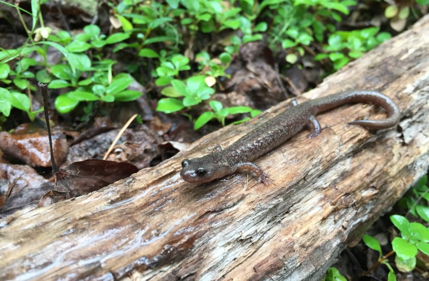Salamander on a log