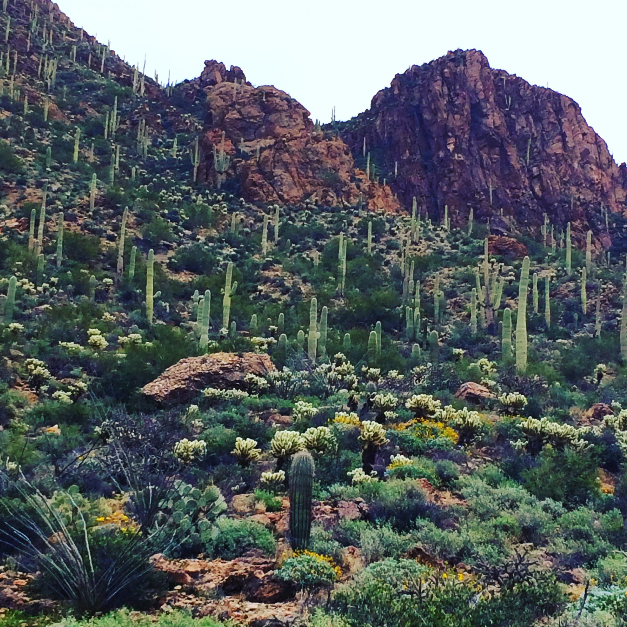 Hillside in the Sonoran Desert covered by saguaro cactus and flowering shrubs.