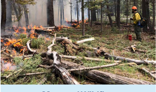 A firefighter stands near a low severity fire that is being managed for resource benefit.