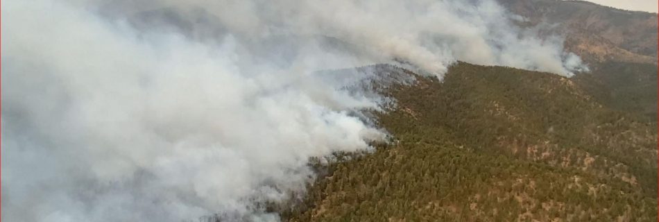 Pine covered hill half drenched in smoke.