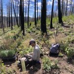 A man in a baseball cap sits in a burned forest planting plants.