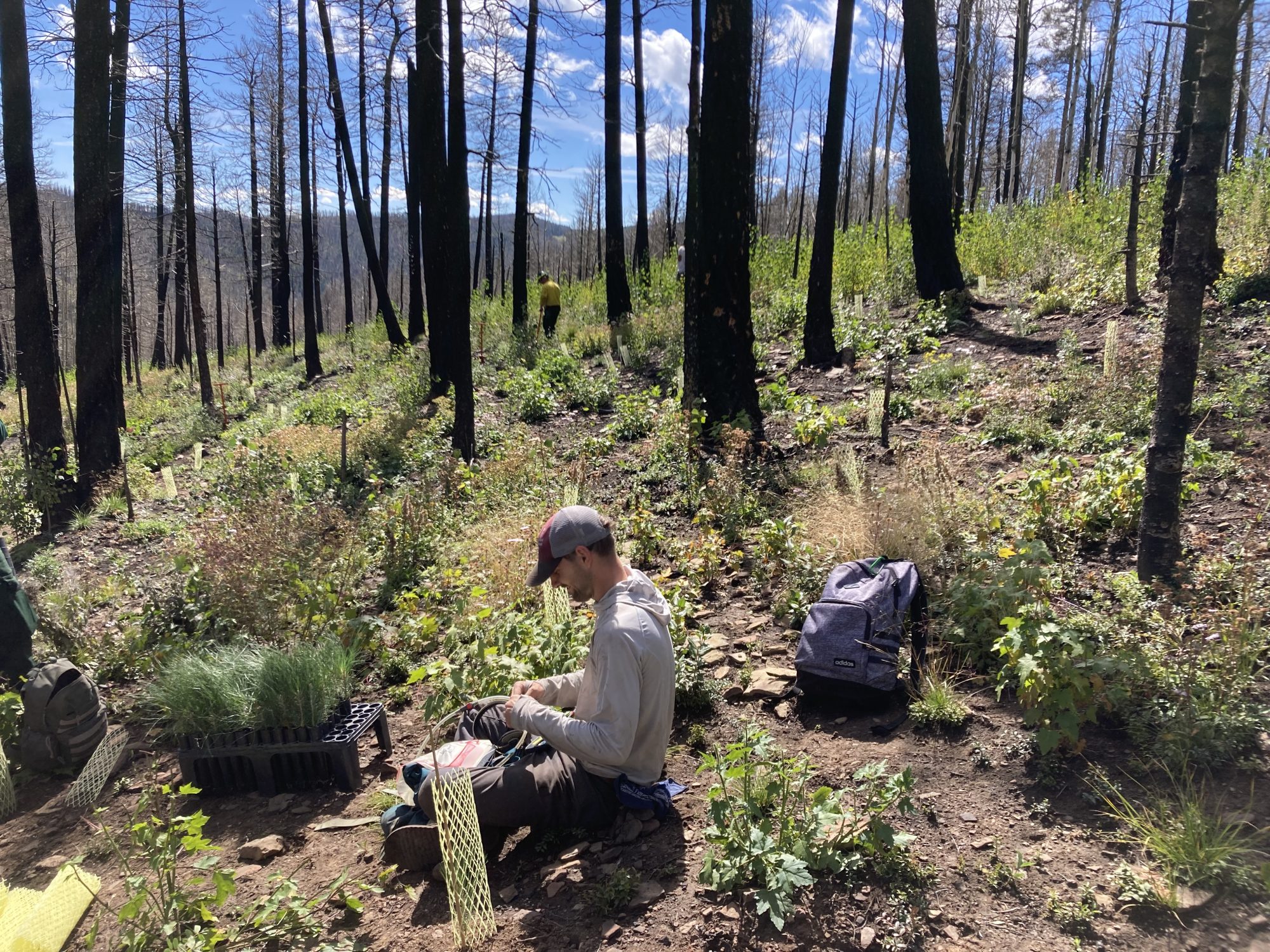 A man in a baseball cap sits in a burned forest planting plants.