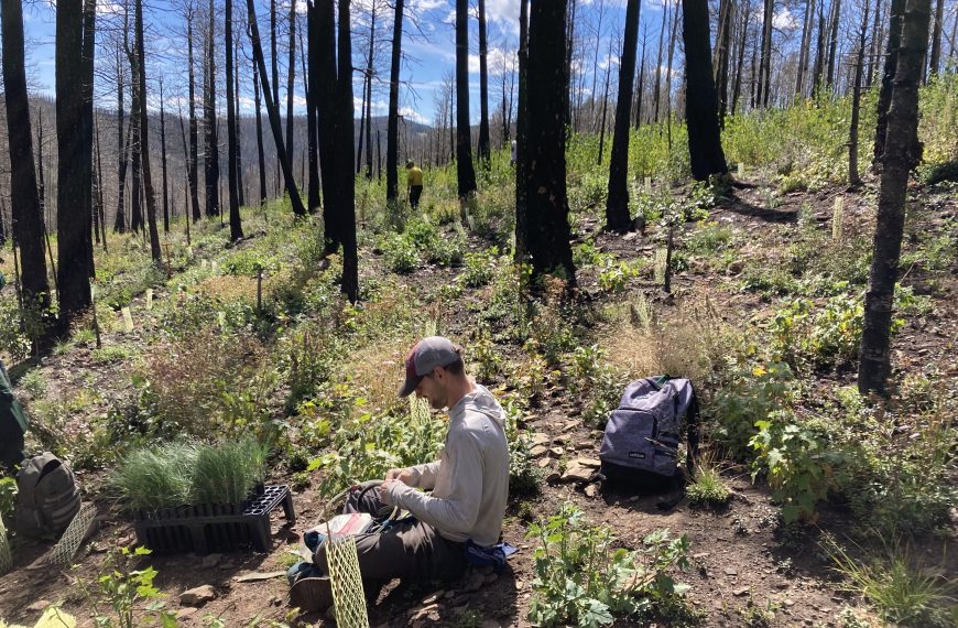 A man in a baseball cap sits in a burned forest planting plants.