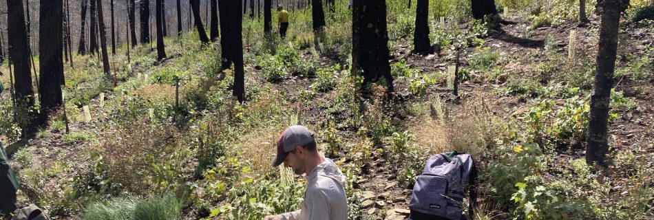 A man in a baseball cap sits in a burned forest planting plants.