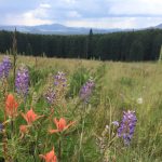 Southwest Tribal Fire and Climate Resilience – 2023 Virtual Workshop