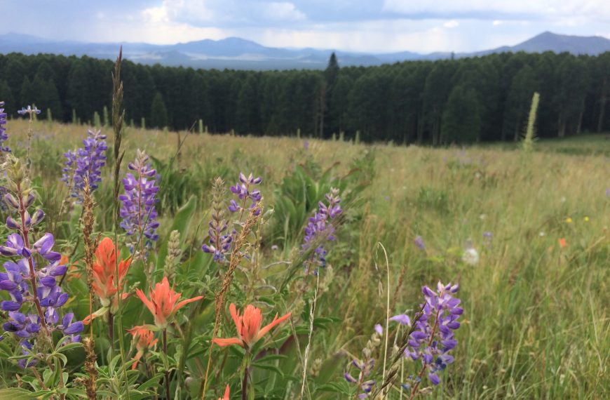 Southwest Tribal Fire and Climate Resilience – 2023 Virtual Workshop