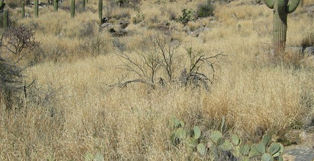 Sonoran desert view showing saguaro cactus surrounded by tall buffelgrass