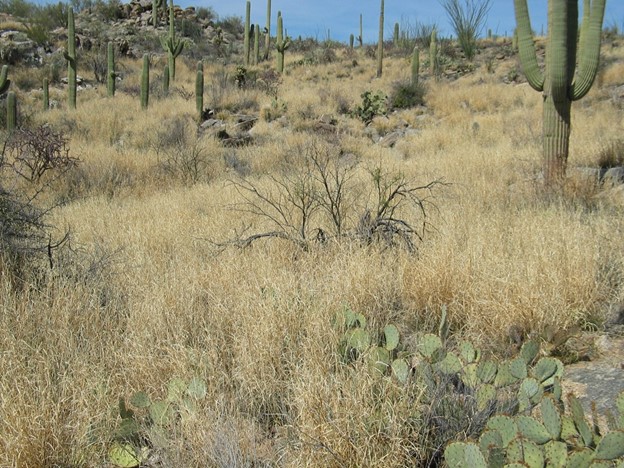 Sonoran desert view showing saguaro cactus surrounded by tall buffelgrass